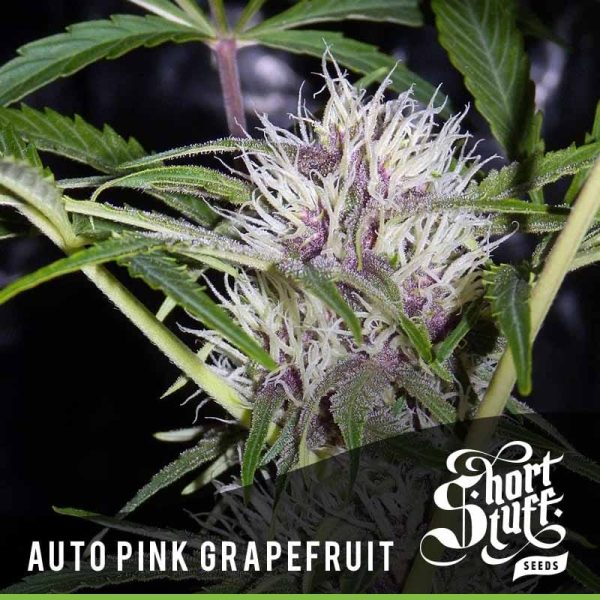Cannabisfrø Auto Pink Grapefruit Short Stuff