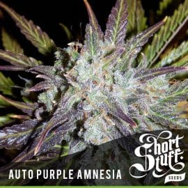 Cannabisfrø Auto Purple Amnesia Short Stuff