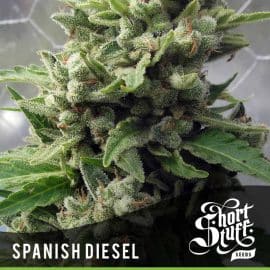 Cannabisfrø Auto Spanish Diesel Short Stuff