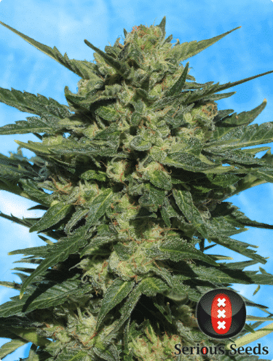 Cannabisfrø Autoflowering White Russian #1 Serious Seeds