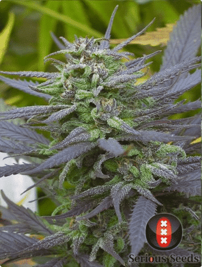 Cannabisfrø Biddy Early Serious Seeds (2)