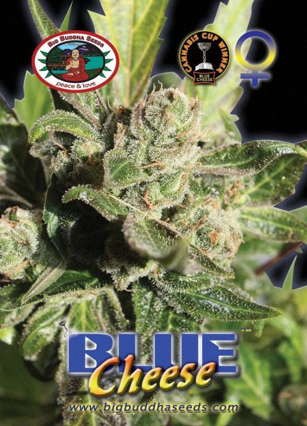 Cannabisfrø Blue Cheese Big Buddha