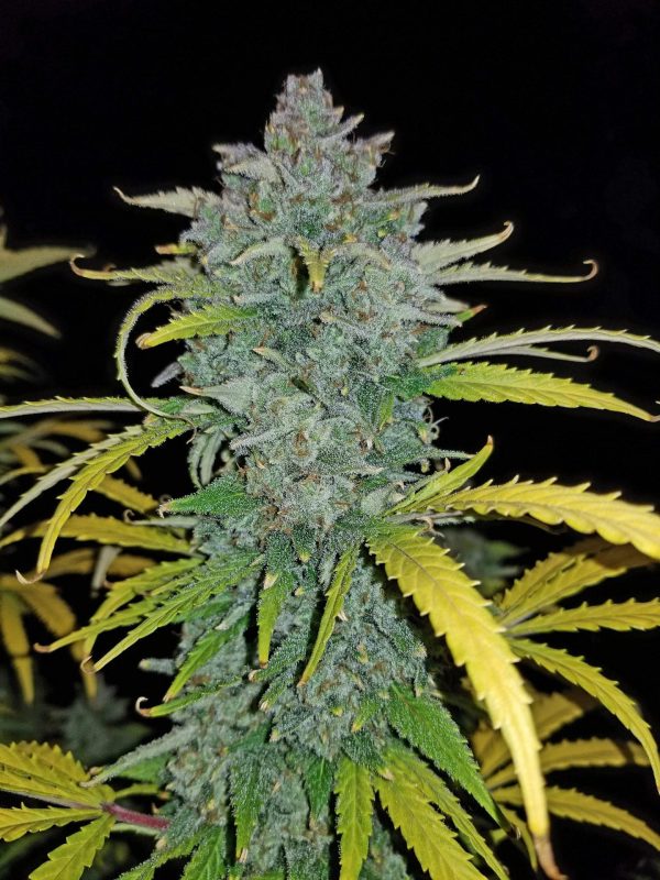Cannabisfrø Blue Dream-matic Fast Buds