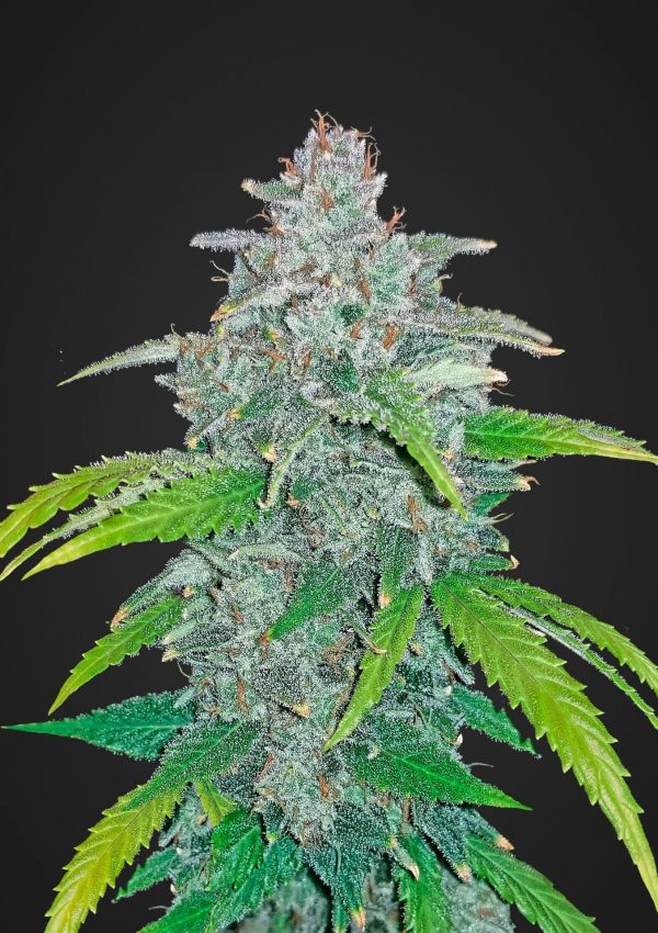 Cannabisfrø Blue Dream-matic Fast Buds