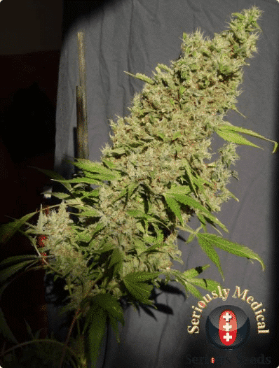 Cannabisfrø CBD Chronic Serious Seeds