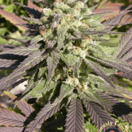 Cannabisfrø CBD-enriched Warlock Serious Seeds