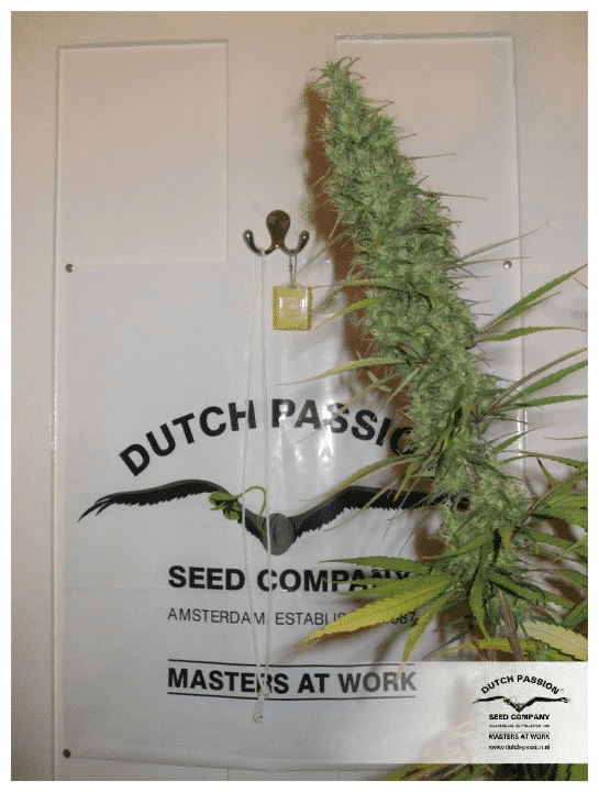 Cannabisfrø Desfrán Dutch Passion