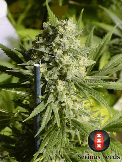 Cannabisfrø Double Dutch Serious Seeds