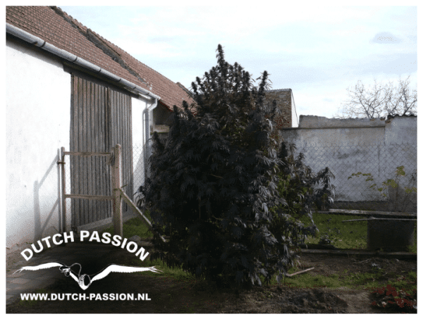 Cannabisfrø Frisian Dew Dutch Passion