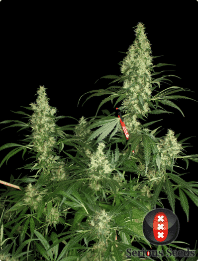 Cannabisfrø Kali Mist Serious Seeds