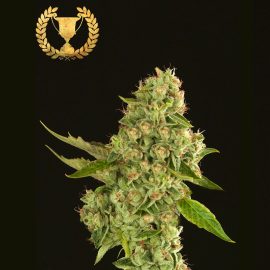 Cannabisfrø Kuchi Devils Harvest (4)