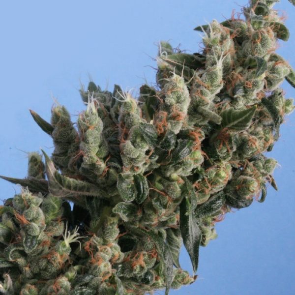 Cannabisfrø Kushage TH Seeds