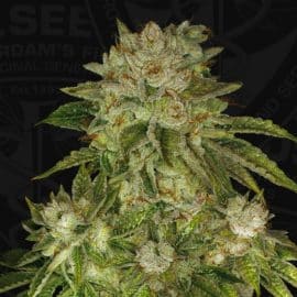 Cannabisfrø MK-Ultra TH Seeds