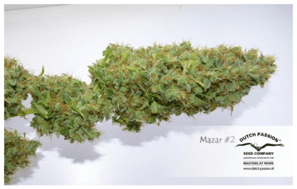 Cannabisfrø Mazar Dutch Passion