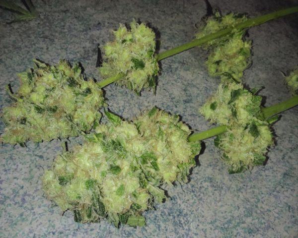 Cannabisfrø Money Bush G2