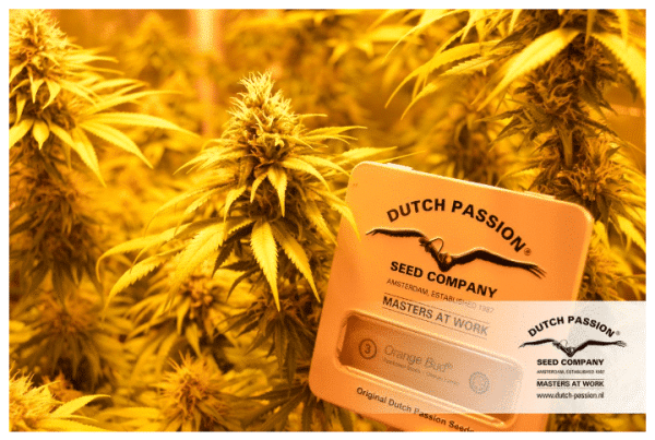 Cannabisfrø Orange Bud Dutch Passion