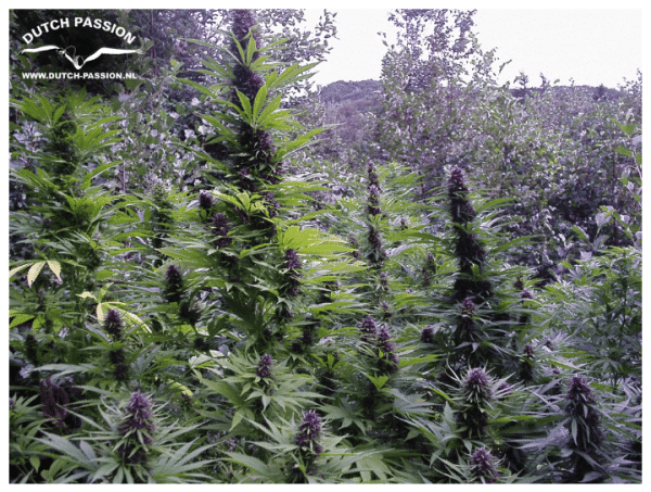 Cannabisfrø Purple #1 Dutch Passion
