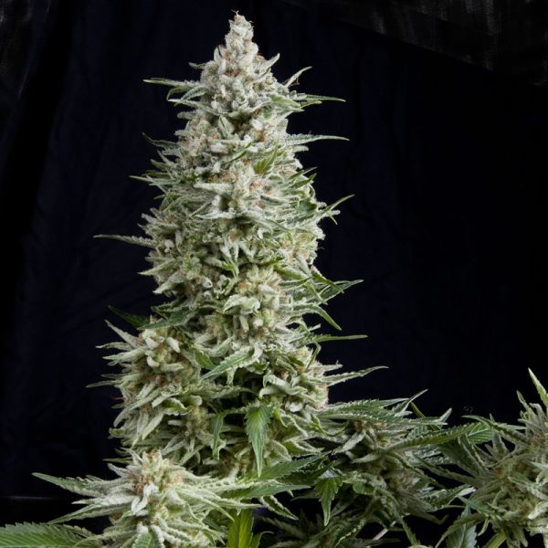 Cannabisfrø Pyramid Seeds Amnesia Gold Autoflowering 1