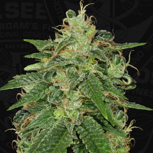 Cannabisfrø S.A.G.E. TH Seeds