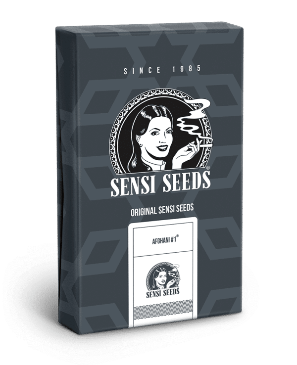 Cannabisfrø Sensi Seeds Afghan #1 Automatic