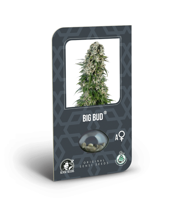 Cannabisfrø Sensi Seeds Big Bud Automatic