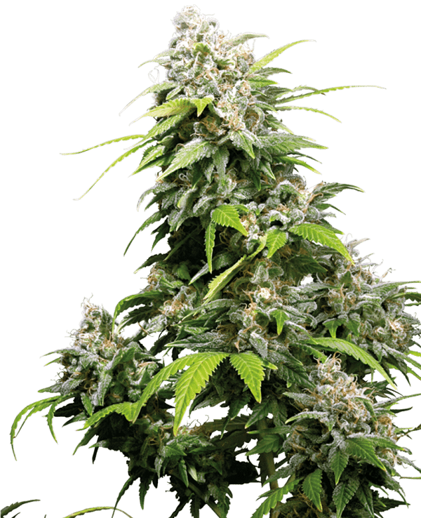 Cannabisfrø Sensi Seeds California Indica Feminiserede