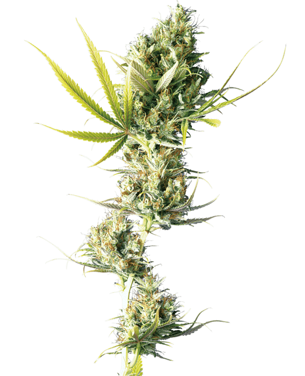 Cannabisfrø Sensi Seeds Durban Feminiserede