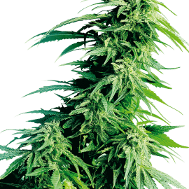 Cannabisfrø Sensi Seeds Hindu Kush Feminiserede