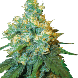Cannabisfrø Sensi Seeds Jack Herer Feminiserede
