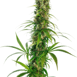 Cannabisfrø Sensi Seeds Michka