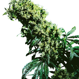Cannabisfrø Sensi Seeds Northern Lights #5 x Haze