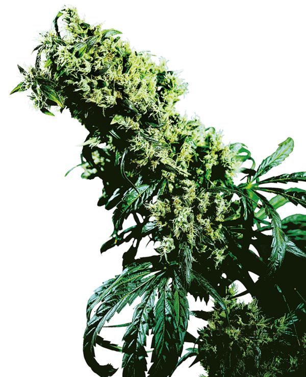 Cannabisfrø Sensi Seeds Northern Lights #5 x Haze