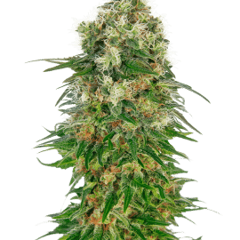 Cannabisfrø Sensi Seeds Shiva Skunk Automatic