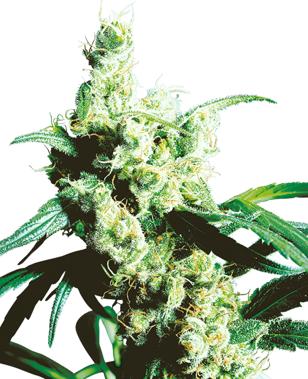 Cannabisfrø Sensi Seeds Silver Haze