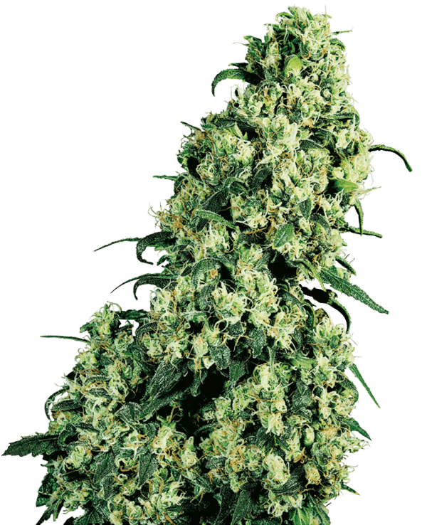 Cannabisfrø Sensi Seeds Skunk #1