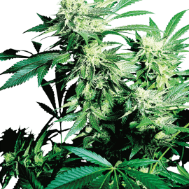 Cannabisfrø Sensi Seeds Skunk Kush
