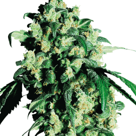 Cannabisfrø Sensi Seeds Super Skunk