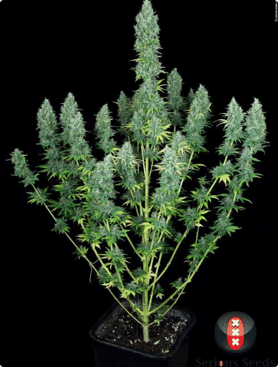 Cannabisfrø Serious Happiness Serious Seeds