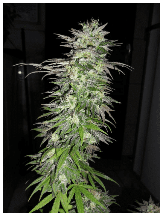 Cannabisfrø Snow Bud Dutch Passion