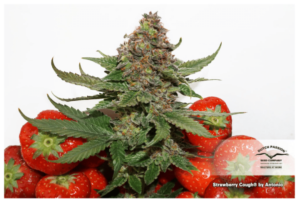 Cannabisfrø Strawberry CoughDutch Passion