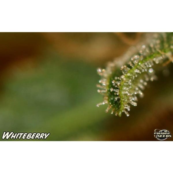 Cannabisfrø White Berry Paradise Seeds
