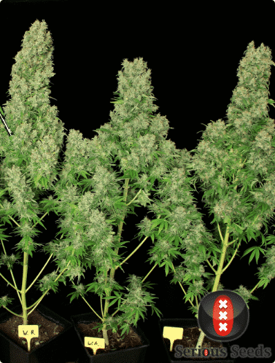 Cannabisfrø White Russian Serious Seeds