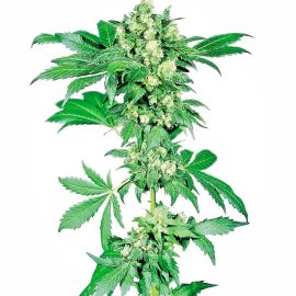 Cannabisfrø afghani-1-feminized-xl