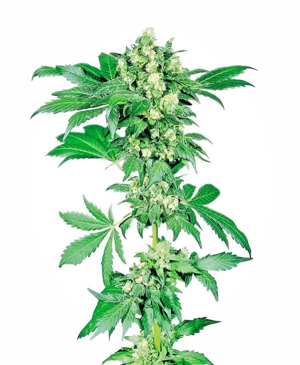 Cannabisfrø afghani-1-feminized-xl