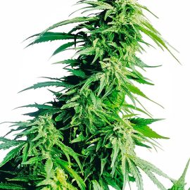 Cannabisfrø hindu-kush-xl