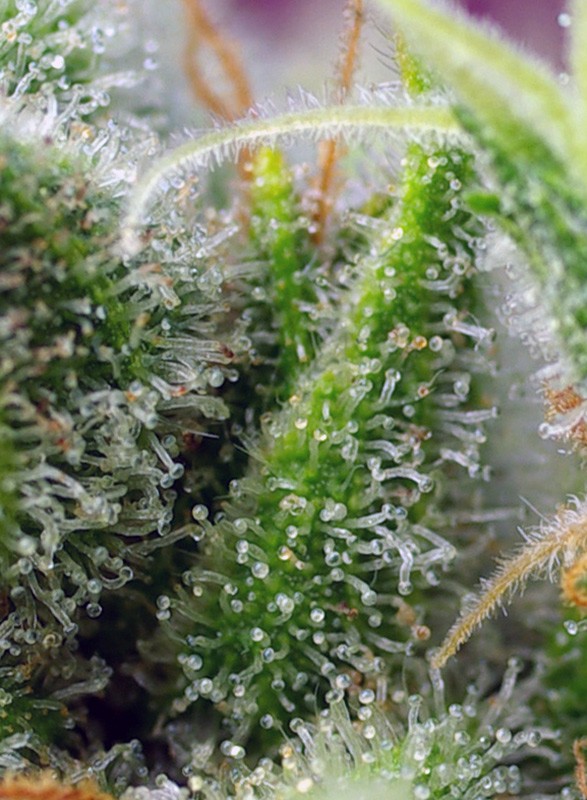 Chem Beyond Diesel C.B.D cannabisfrø Sweet Seeds