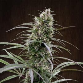 Congo Ace Seeds cannabisfrø