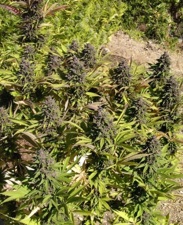 Congo Ace Seeds cannabisfrø