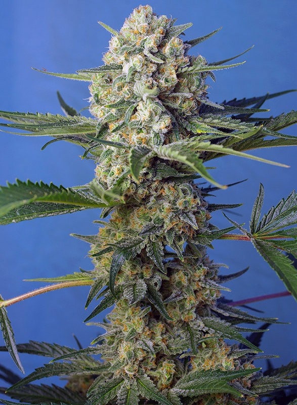 Crystal Candy F1 Fast Version Sweet Seeds cannabisfrø
