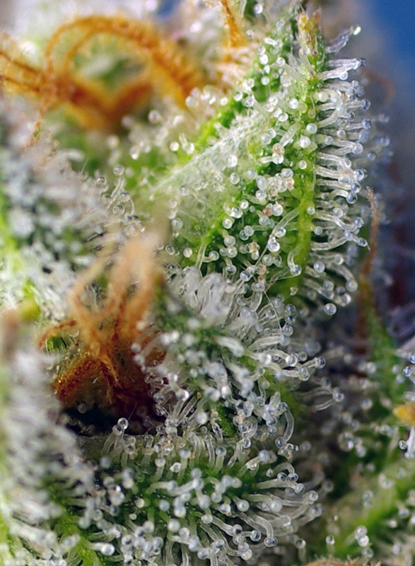 Crystal Candy F1 Fast Version Sweet Seeds cannabisfrø